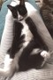 Tuxy (1)